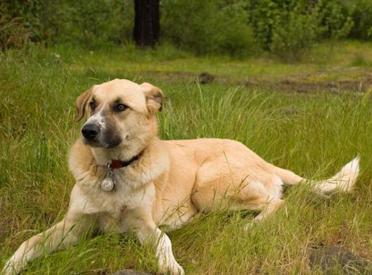 安纳托利亚牧羊犬