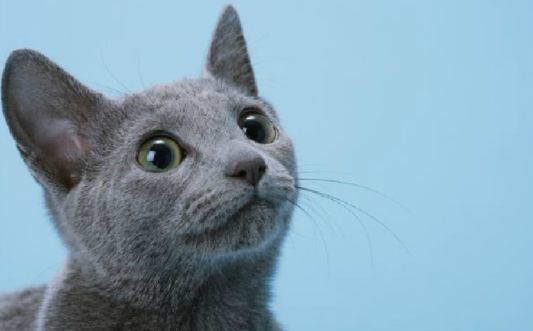 俄罗斯蓝猫选购方法是什么呢？俄罗斯蓝猫多少钱一只？