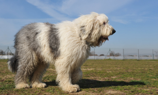 英国古代牧羊犬挑选知多少，英国古代牧羊犬好养吗