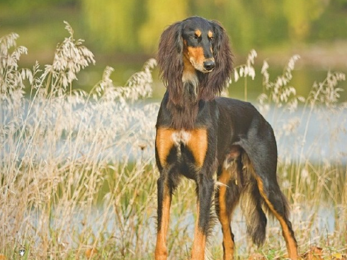 中国细犬选购有诀窍，两大要点要记牢