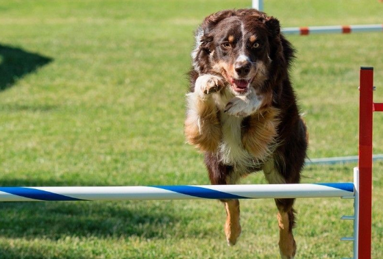 边境牧羊犬选购要注意哪些方面？饲养有难度吗？