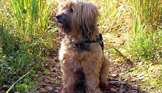 西藏猎犬选购方法有哪些呢？西藏猎犬多少钱一只？