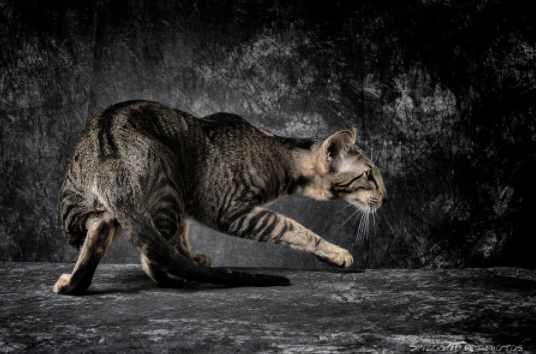 东方短毛猫饲养注意事项有哪些？东方短毛猫饲养要注意什么？