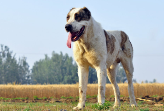 中亚牧羊犬饲养注意事项有哪些？中亚牧羊犬多少钱一只？