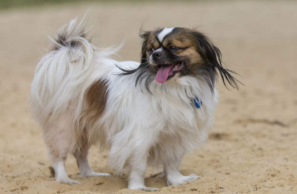 纯种西藏猎犬挑选技巧，注意观察狗狗两个特征