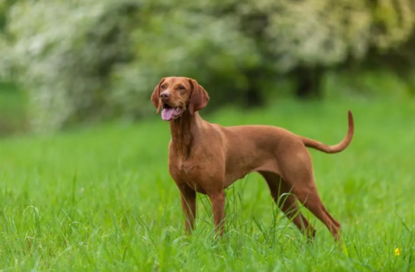 纯种维希拉猎犬挑选技巧，这几种挑选方法很有效