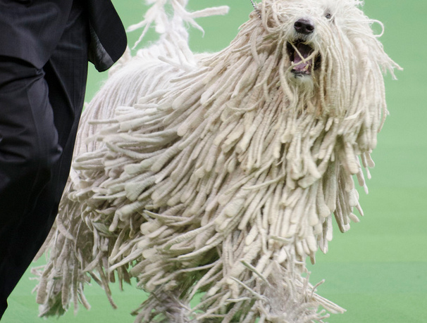 纯种可蒙犬挑选技巧有哪些？购买纯种可蒙犬需要多少钱？