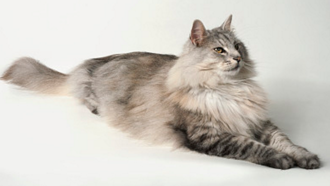 挪威森林猫的外观特征是什么，纯种挪威森林猫挑选技巧
