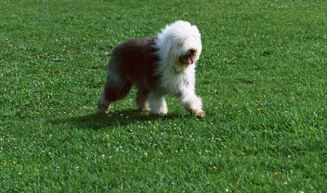 纯种英国古代牧羊犬挑选技巧有什么？选购纯种英国古代牧羊犬应该去哪里？