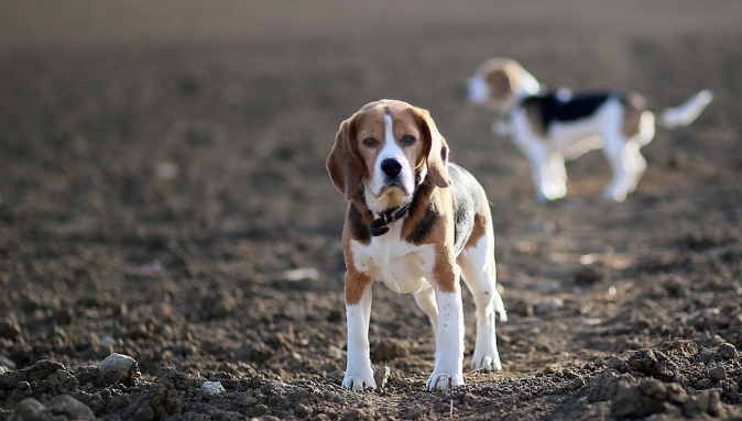 比格犬好养吗？饲养比格犬的小知识介绍