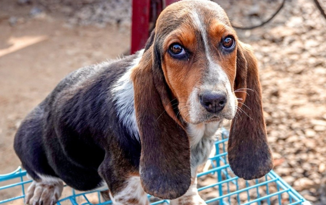 巴吉度犬多少钱？怎样判断一只巴吉度犬的优劣