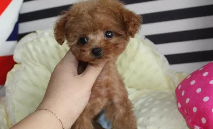 纯种贵宾犬选购知识有什么？怎么饲养纯种贵宾犬？