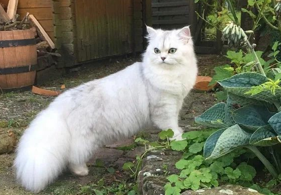 英国长毛猫多少钱一只呢？英国长毛猫怎么选购？