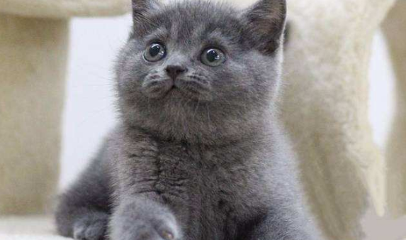 俄罗斯蓝幼猫多少钱？幼崽喂养有什么需要注意的？