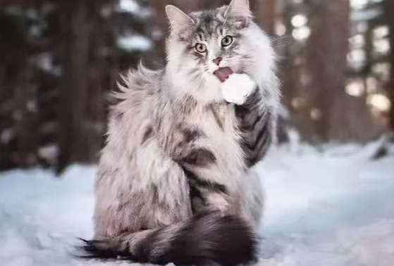 挪威森林幼猫挑选方法是什么呢？挪威森林猫好养吗？