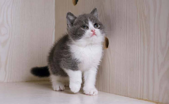 俄罗斯蓝幼猫怎么养？这篇文章可以帮到你
