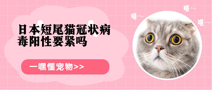 日本短尾猫冠状病毒阳性要紧吗-嘿懂宠物